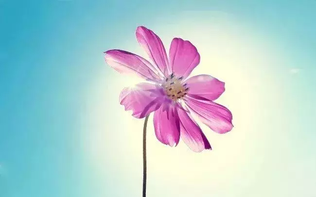 平平淡淡才是真,平平安安才是福