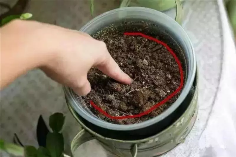 花 盆 裡 面 滴「1 滴 油」,花 1 個 月 就 爆 盆,10 年 不 黃 葉!