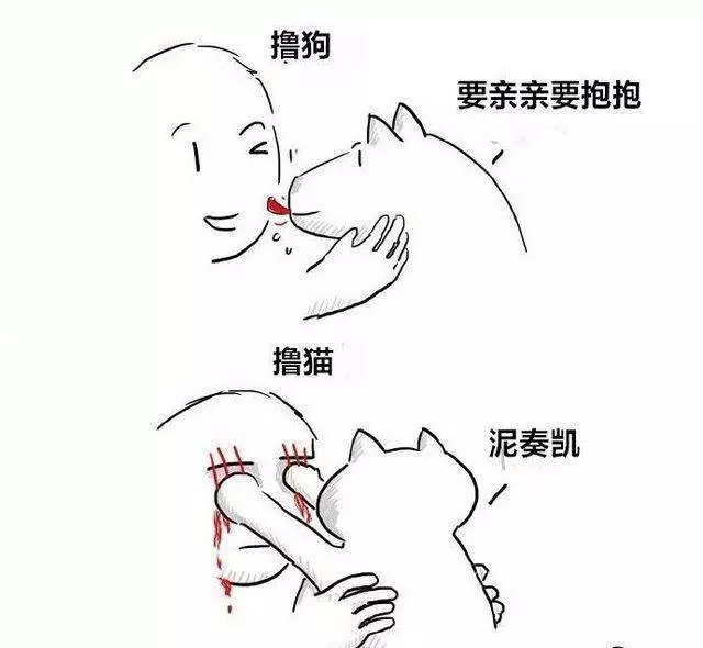 「養狗vs養貓」差在哪?「爆笑插畫」戳中鏟屎官:太寫實了~