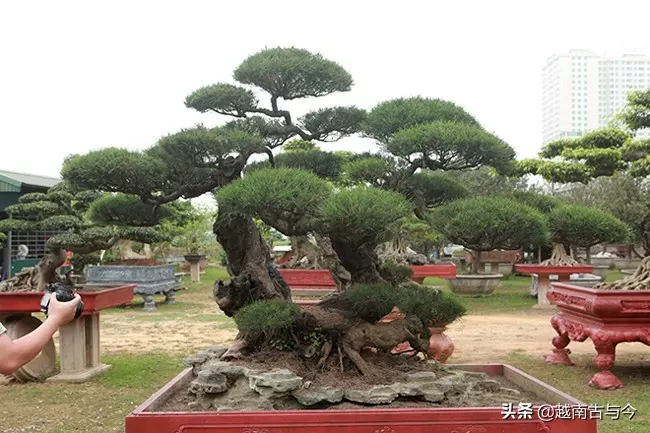 越南人花10年打造「枯木成林」盆景,稱無價之寶,但20億元可出售
