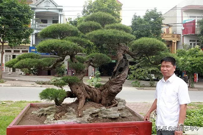 越南人花10年打造「枯木成林」盆景,稱無價之寶,但20億元可出售