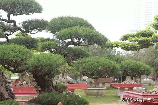 越南人花10年打造「枯木成林」盆景,稱無價之寶,但20億元可出售