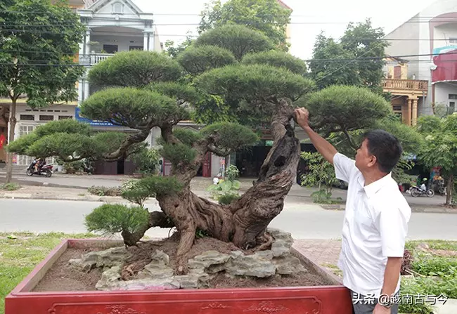 越南人花10年打造「枯木成林」盆景,稱無價之寶,但20億元可出售