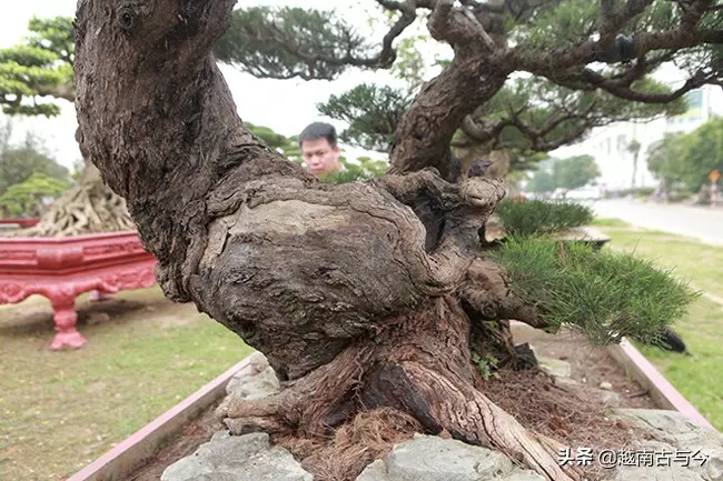 越南人花10年打造「枯木成林」盆景,稱無價之寶,但20億元可出售