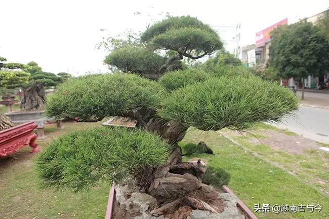 越南人花10年打造「枯木成林」盆景,稱無價之寶,但20億元可出售