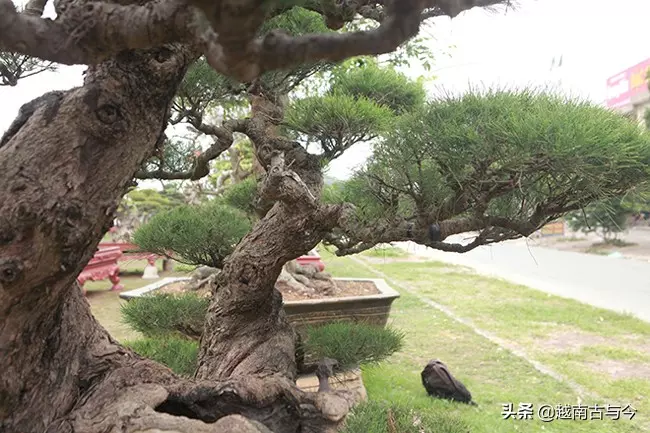 越南人花10年打造「枯木成林」盆景,稱無價之寶,但20億元可出售