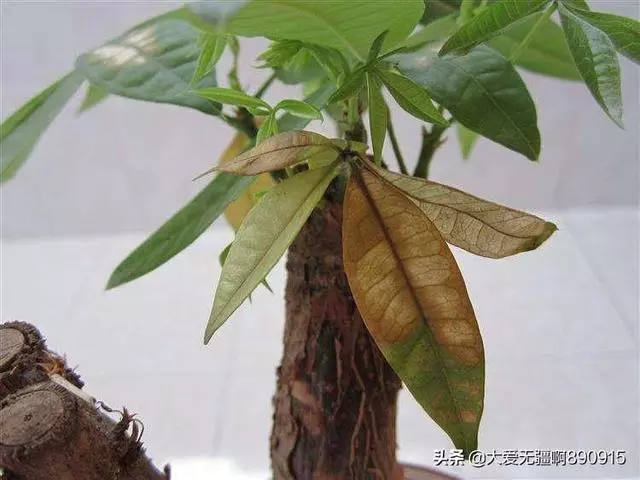 .我國又一植物「營養水」走紅, 比化肥牛5倍,用1次才7分錢!