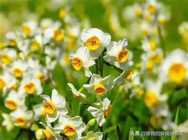 .我國又一植物「營養水」走紅, 比化肥牛5倍,用1次才7分錢!