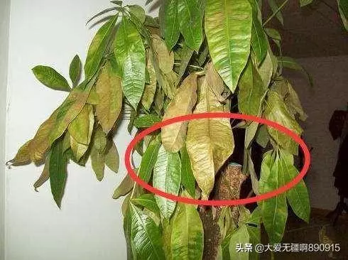 .我國又一植物「營養水」走紅, 比化肥牛5倍,用1次才7分錢!