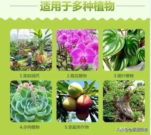 .我國又一植物「營養水」走紅, 比化肥牛5倍,用1次才7分錢!