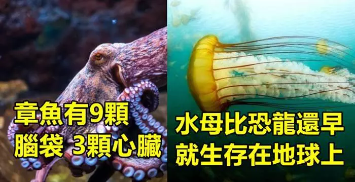 15個證明上帝在創造生物時 真的很瘋狂的超驚奇冷知識~~~