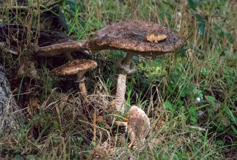 15個證明上帝在創造生物時 真的很瘋狂的超驚奇冷知識~~~