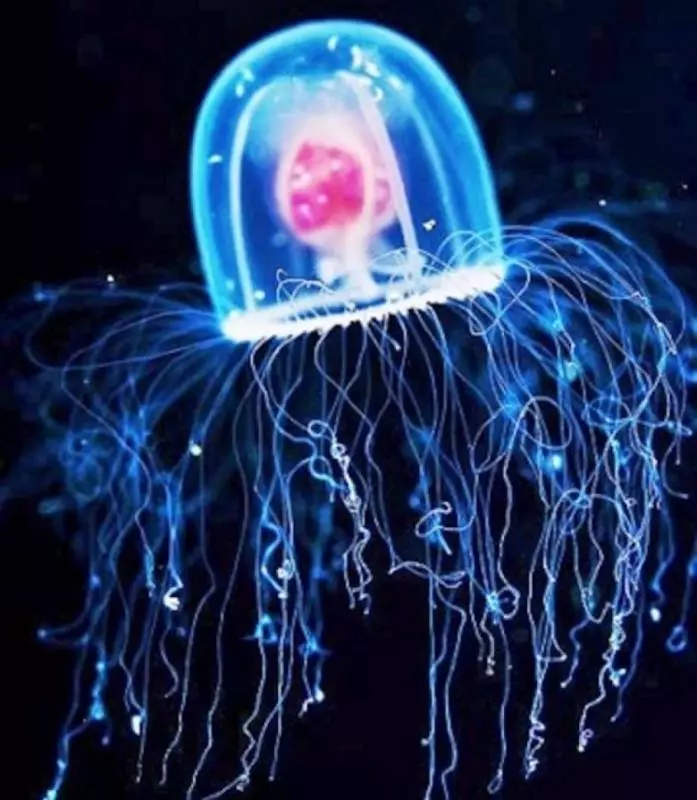 15個證明上帝在創造生物時 真的很瘋狂的超驚奇冷知識~~~