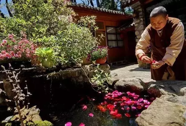 最美「尼姑庵」火了!只種花不燒香,網友驚呼:看一眼就想出家!