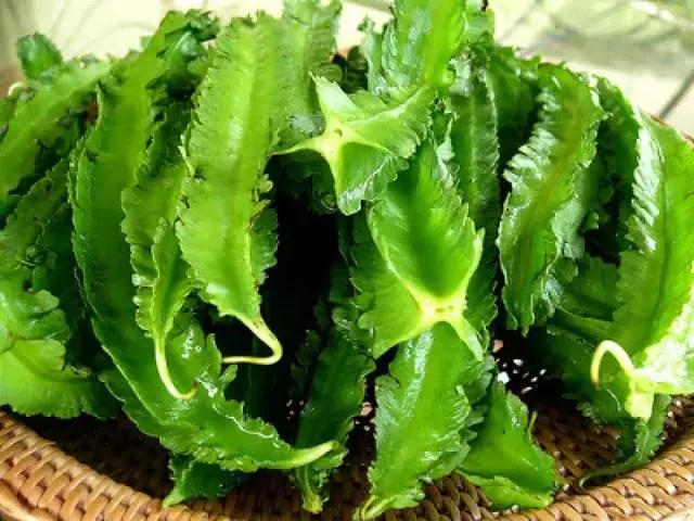 新加坡這些食物太奇葩了,連廣東人都不敢吃~