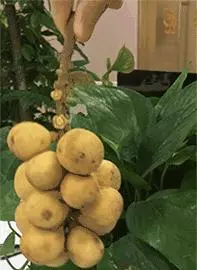 新加坡這些食物太奇葩了,連廣東人都不敢吃~