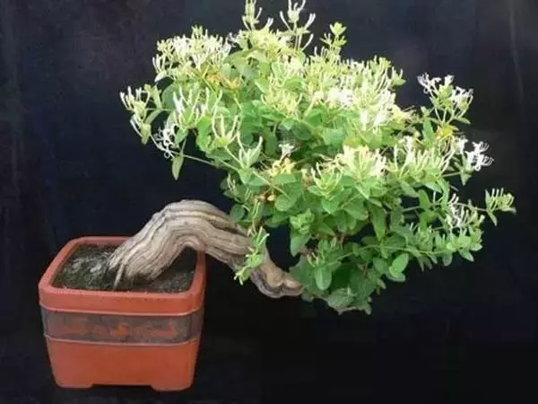 這11種花草各有療效,是天然抗生素! 家中擺一盆,給全家人帶來健康! 趕緊收藏