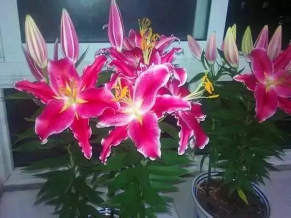 這11種花草各有療效,是天然抗生素! 家中擺一盆,給全家人帶來健康! 趕緊收藏