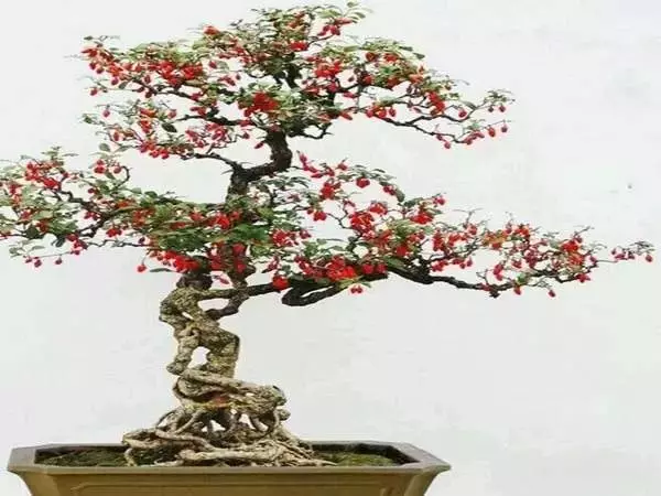 這11種花草各有療效,是天然抗生素! 家中擺一盆,給全家人帶來健康! 趕緊收藏