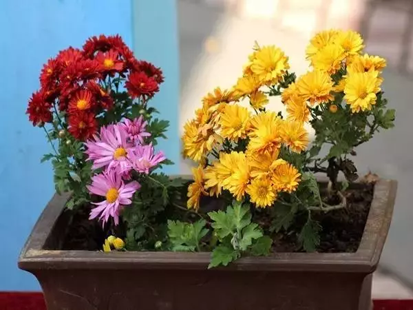 這11種花草各有療效,是天然抗生素! 家中擺一盆,給全家人帶來健康! 趕緊收藏