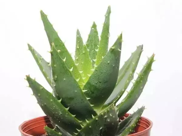 這11種花草各有療效,是天然抗生素! 家中擺一盆,給全家人帶來健康! 趕緊收藏