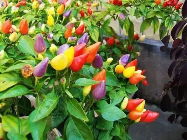 這11種花草各有療效,是天然抗生素! 家中擺一盆,給全家人帶來健康! 趕緊收藏
