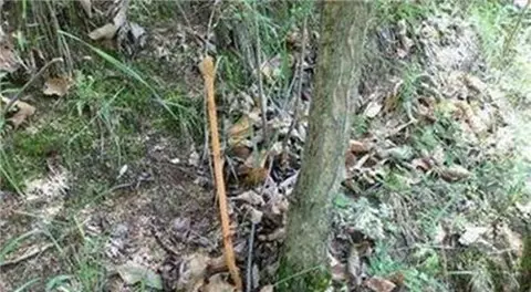 男子上山砍樹,聽到樹里有「怪聲」,劈開一看高興的說發財了!