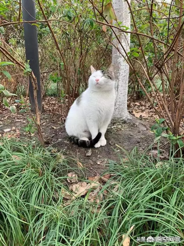 有些動物從不洗澡,但是為什麼不髒?