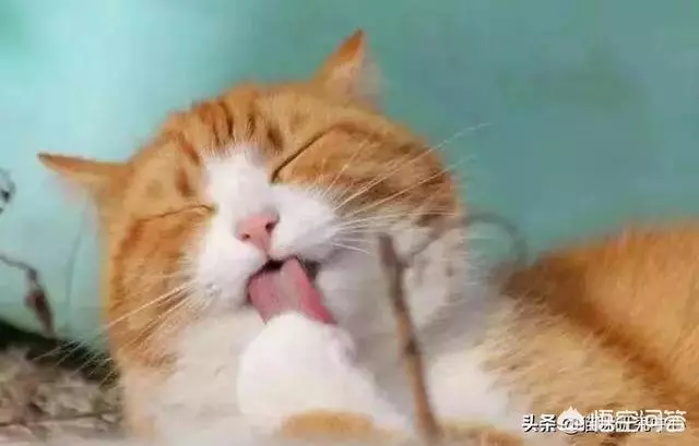 有些動物從不洗澡,但是為什麼不髒?