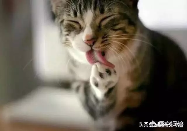有些動物從不洗澡,但是為什麼不髒?