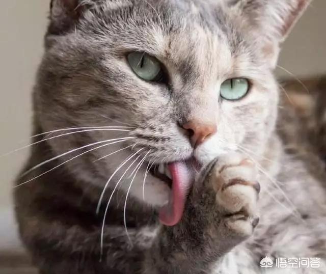 有些動物從不洗澡,但是為什麼不髒?