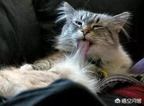 有些動物從不洗澡,但是為什麼不髒?