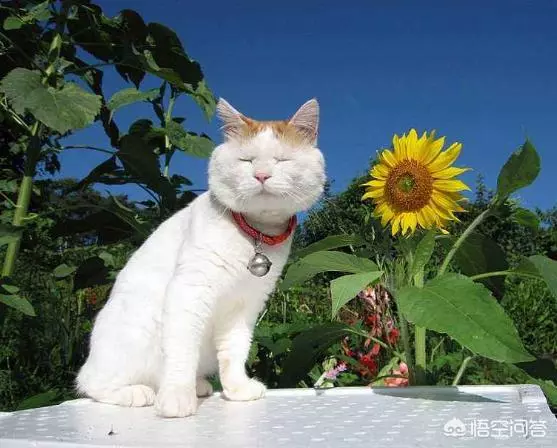 有些動物從不洗澡,但是為什麼不髒?