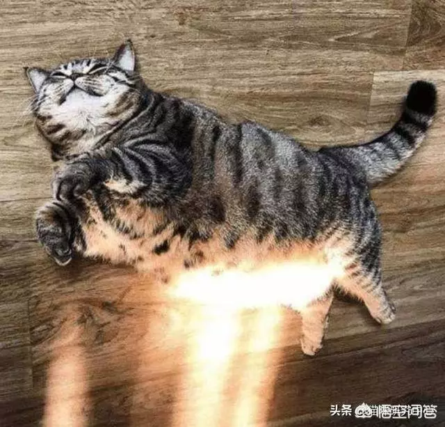 有些動物從不洗澡,但是為什麼不髒?