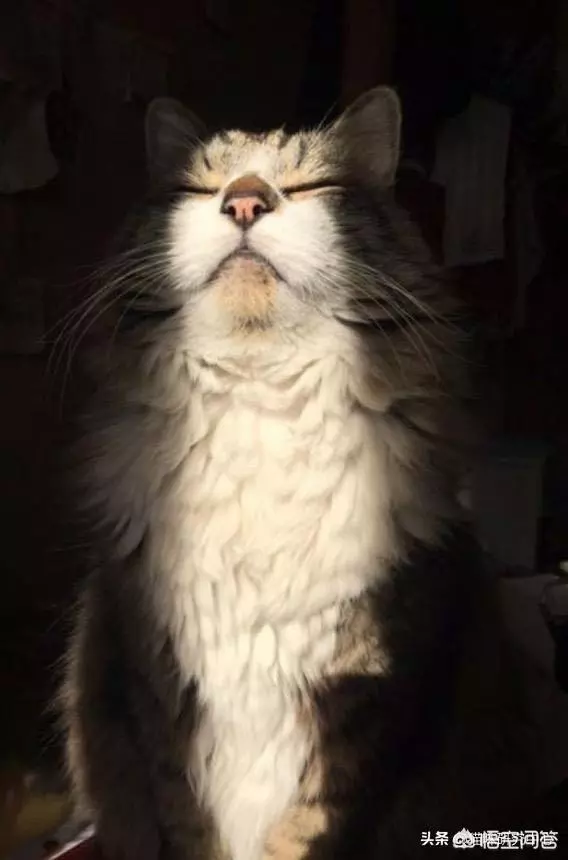 有些動物從不洗澡,但是為什麼不髒?