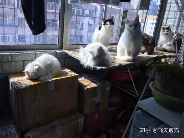 如果舔一下貓,貓會有什麼反應?