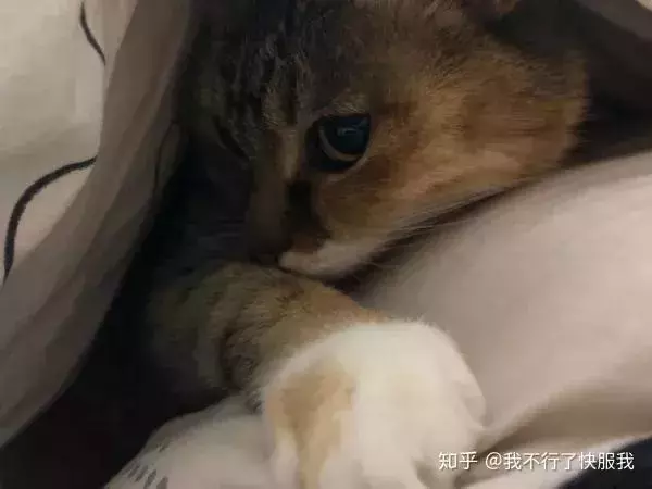 如果舔一下貓,貓會有什麼反應?