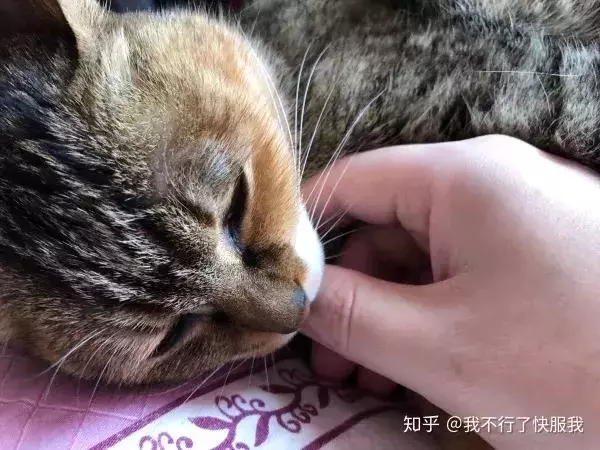如果舔一下貓,貓會有什麼反應?