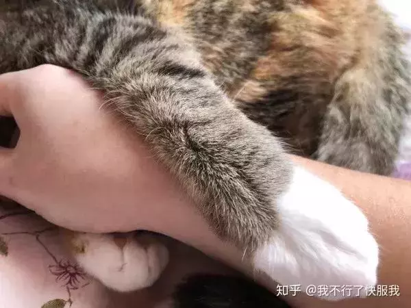 如果舔一下貓,貓會有什麼反應?