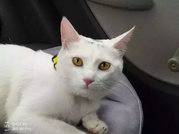 如果舔一下貓,貓會有什麼反應?