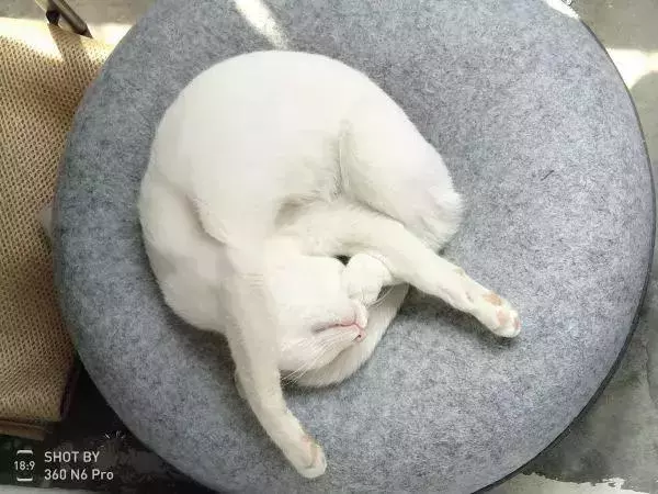 如果舔一下貓,貓會有什麼反應?