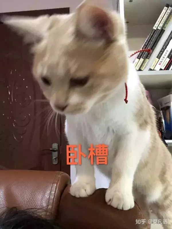 如果舔一下貓,貓會有什麼反應?