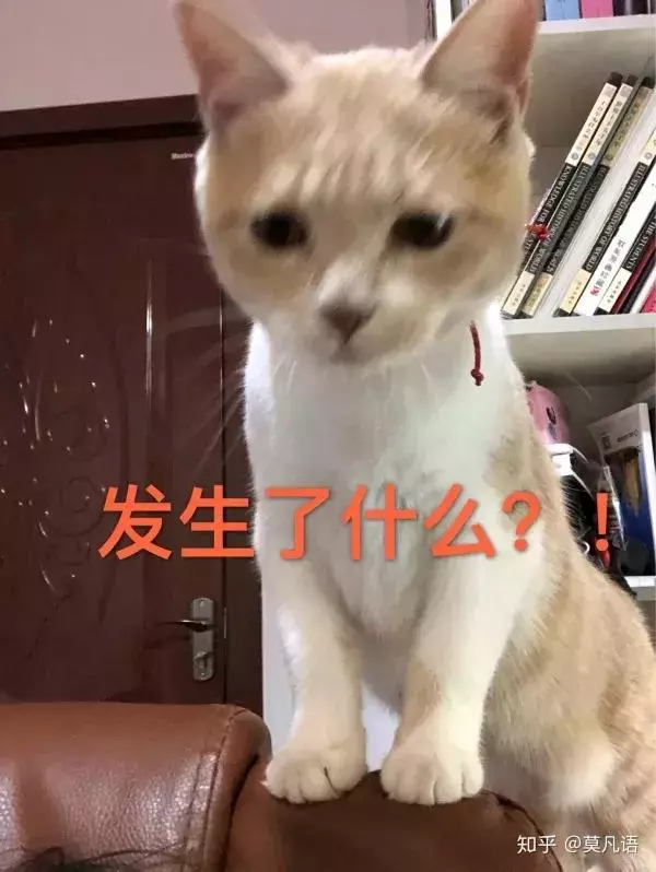 如果舔一下貓,貓會有什麼反應?
