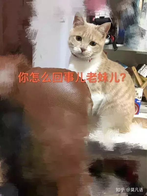 如果舔一下貓,貓會有什麼反應?