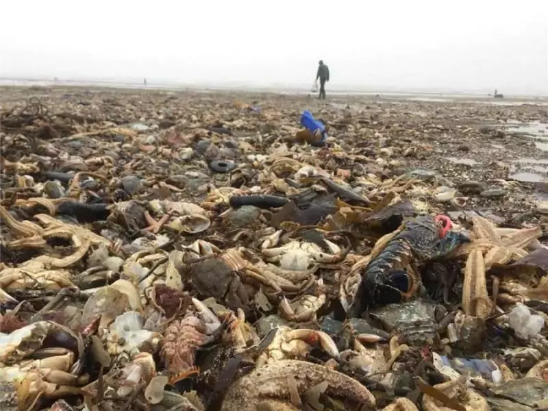 大風雪過後英國海灘上堆滿了各種「龍蝦螃蟹高級魚」,之後英國人的舉動,讓中國人全都「驚嚇到不敢相信」