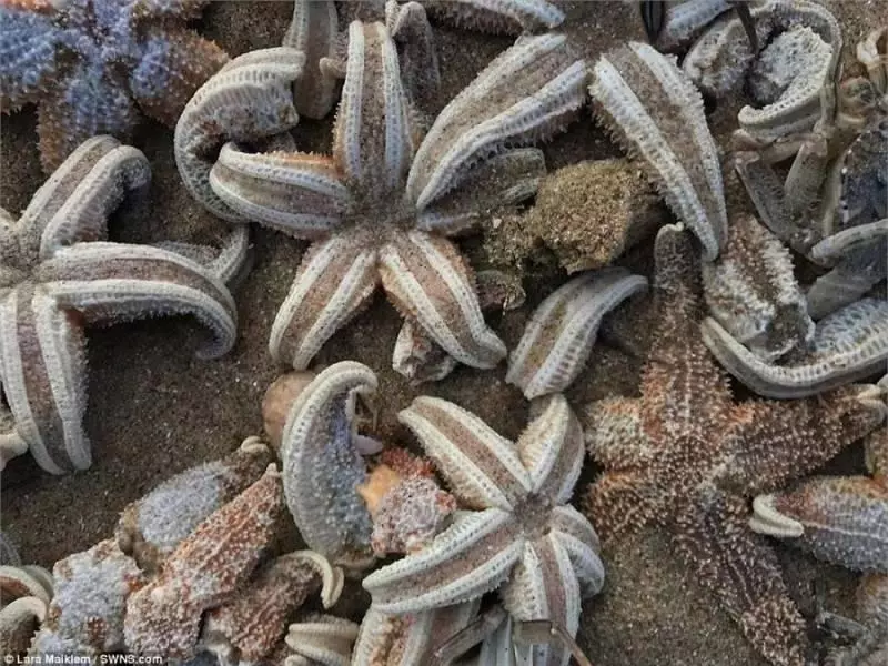 大風雪過後英國海灘上堆滿了各種「龍蝦螃蟹高級魚」,之後英國人的舉動,讓中國人全都「驚嚇到不敢相信」