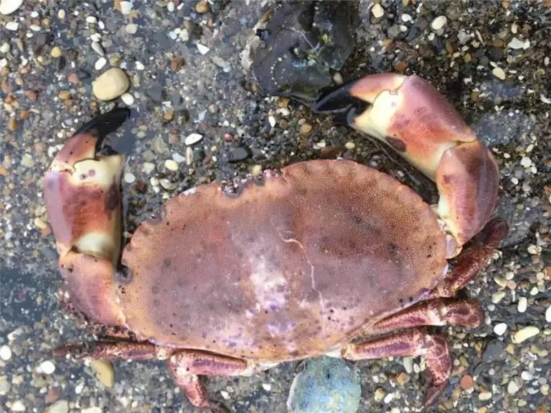 大風雪過後英國海灘上堆滿了各種「龍蝦螃蟹高級魚」,之後英國人的舉動,讓中國人全都「驚嚇到不敢相信」
