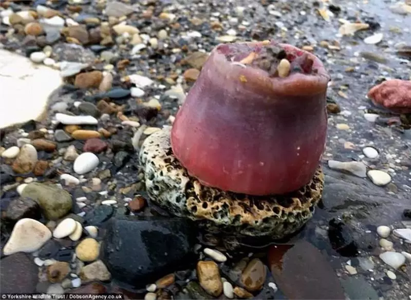 大風雪過後英國海灘上堆滿了各種「龍蝦螃蟹高級魚」,之後英國人的舉動,讓中國人全都「驚嚇到不敢相信」