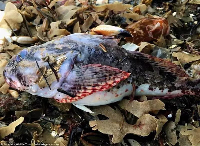 大風雪過後英國海灘上堆滿了各種「龍蝦螃蟹高級魚」,之後英國人的舉動,讓中國人全都「驚嚇到不敢相信」