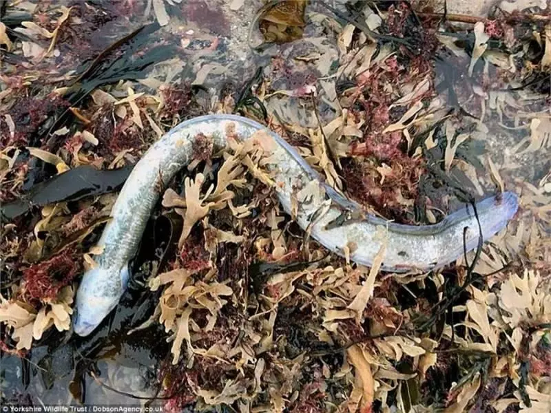 大風雪過後英國海灘上堆滿了各種「龍蝦螃蟹高級魚」,之後英國人的舉動,讓中國人全都「驚嚇到不敢相信」